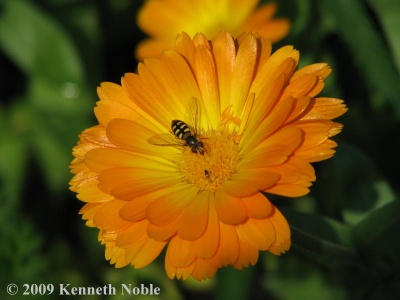 Eupeodes luniger (hoverfly = Metasyrphus luniger) Kenneth Noble